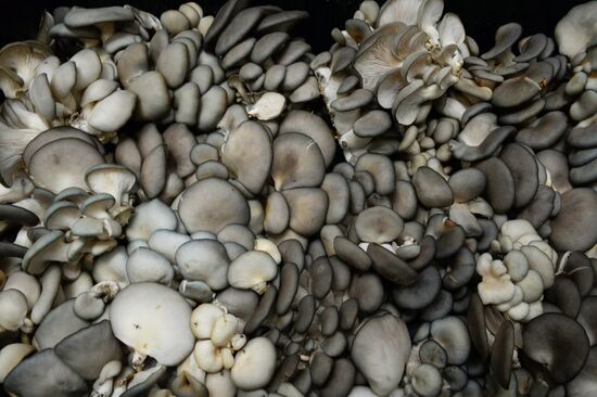 Oyster mushroom farm in Primorye Territory