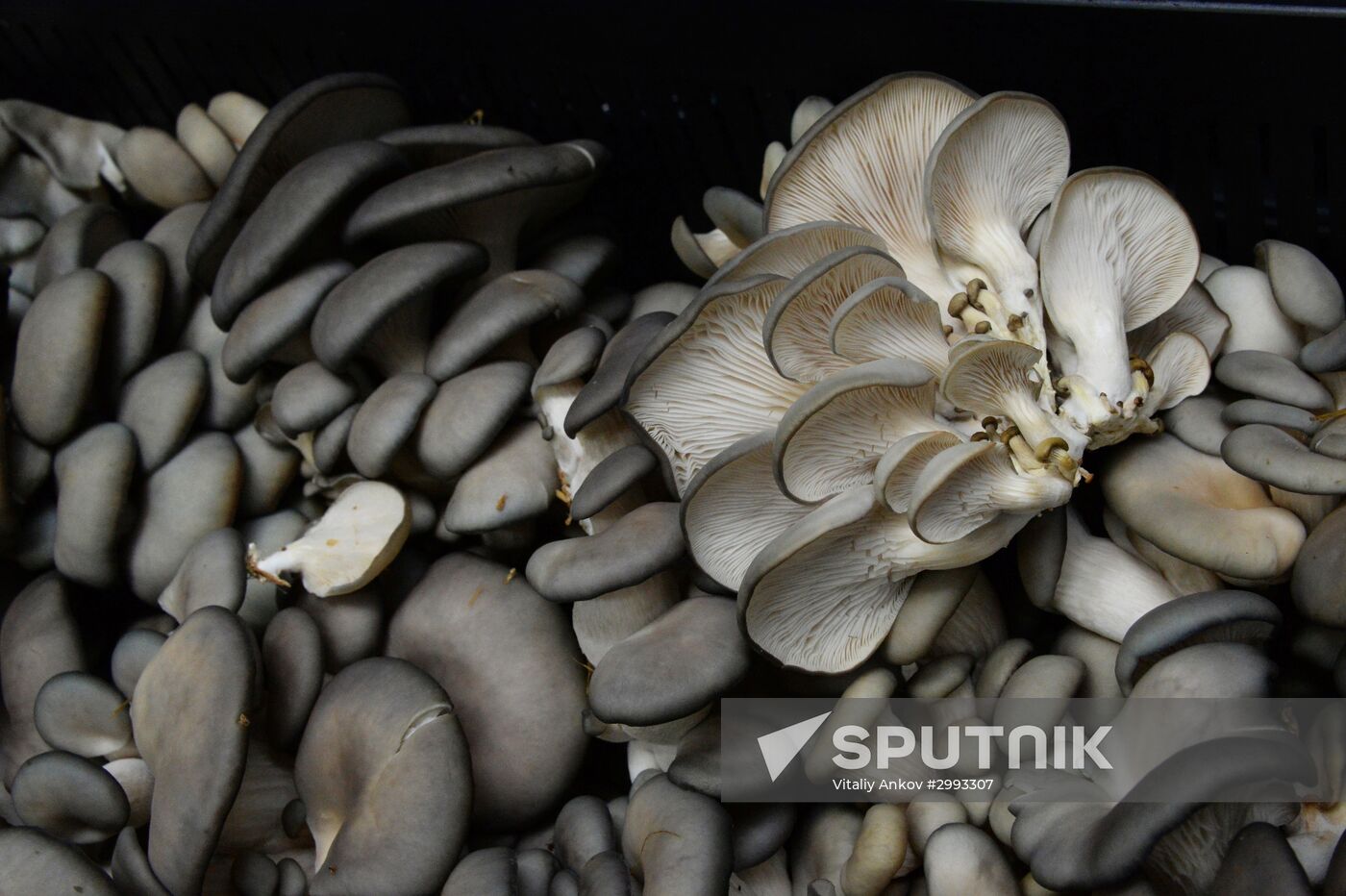 Oyster mushroom farm in Primorye Territory