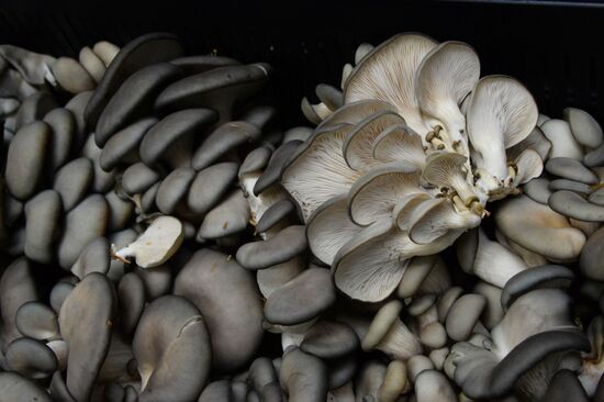 Oyster mushroom farm in Primorye Territory