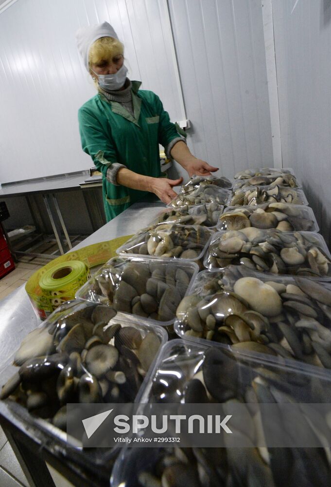 Oyster mushroom farm in Primorye Territory