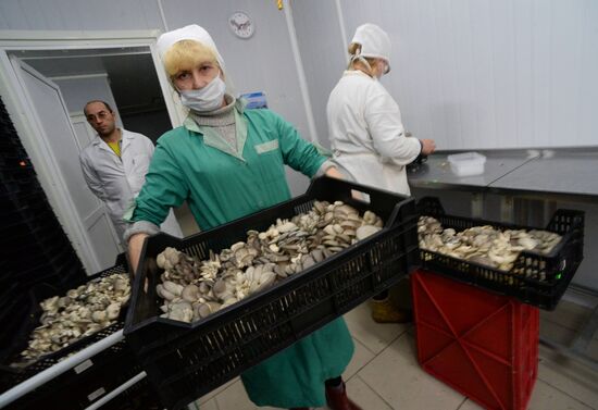 Oyster mushroom farm in Primorye Territory