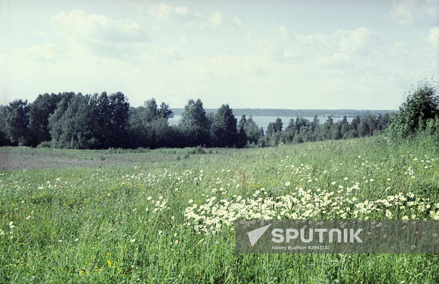 Summer landscape