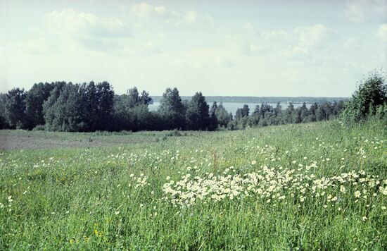 Summer landscape