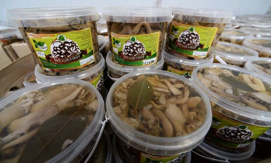 Oyster mushroom farm in Primorye Territory