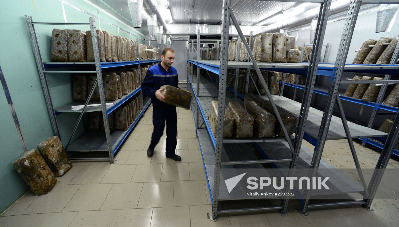Oyster mushroom farm in Primorye Territory