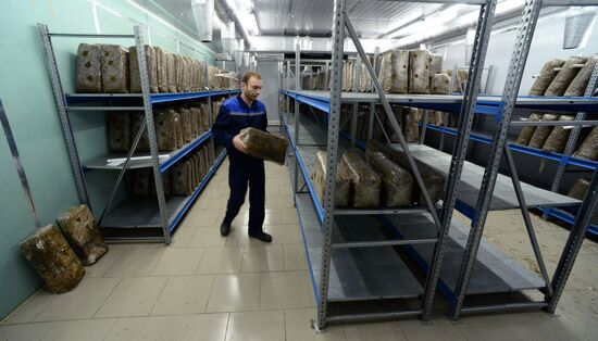Oyster mushroom farm in Primorye Territory