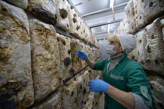 Oyster mushroom farm in Primorye Territory