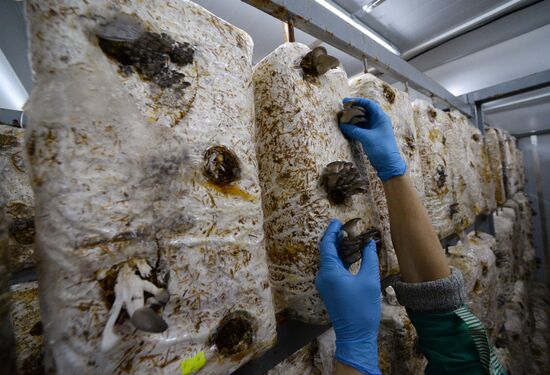 Oyster mushroom farm in Primorye Territory