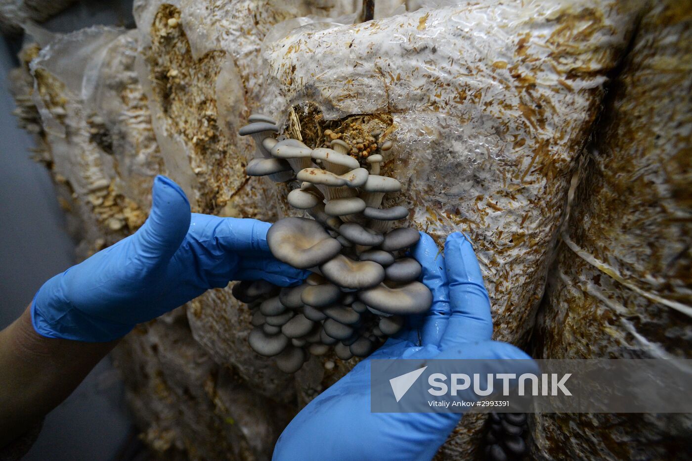 Oyster mushroom farm in Primorye Territory