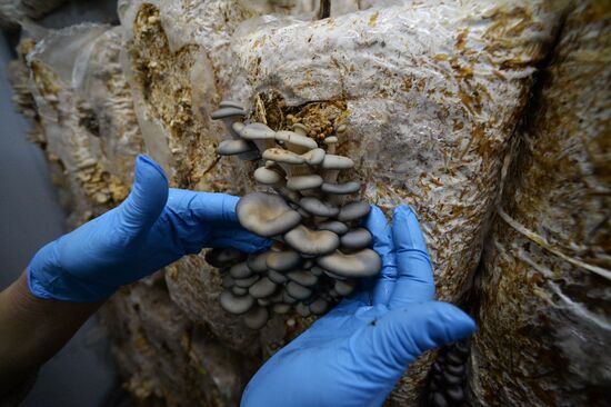 Oyster mushroom farm in Primorye Territory
