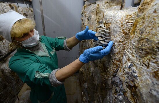 Oyster mushroom farm in Primorye Territory