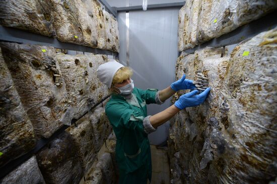 Oyster mushroom farm in Primorye Territory