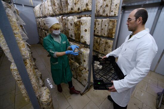 Oyster mushroom farm in Primorye Territory
