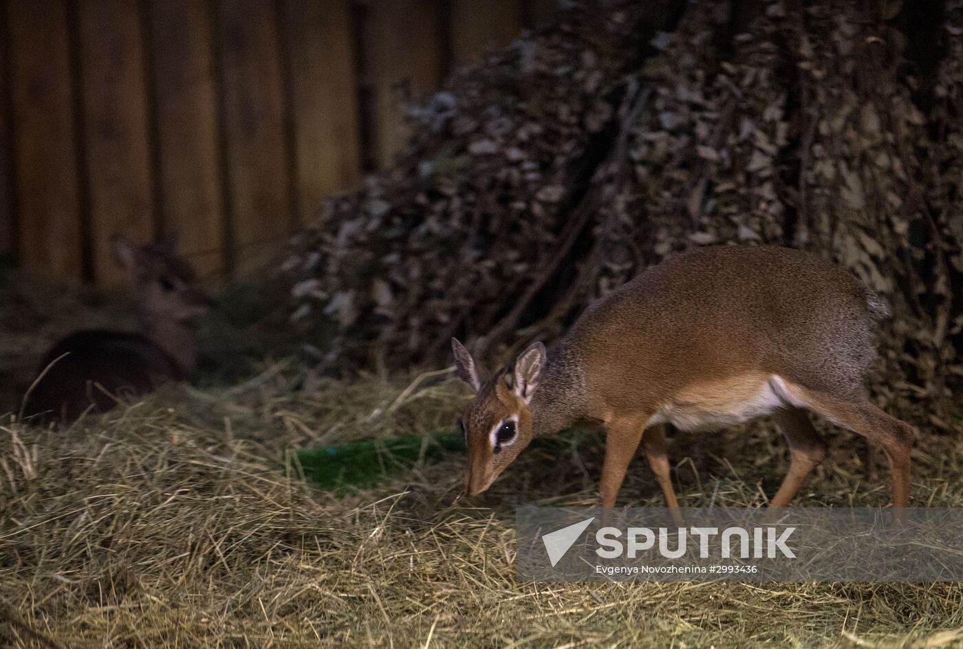 Dik-dik antelope calf born at Moscow Zoo