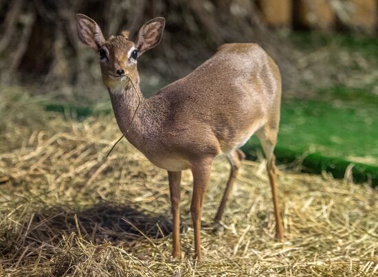 Dik-dik antelope calf born at Moscow Zoo