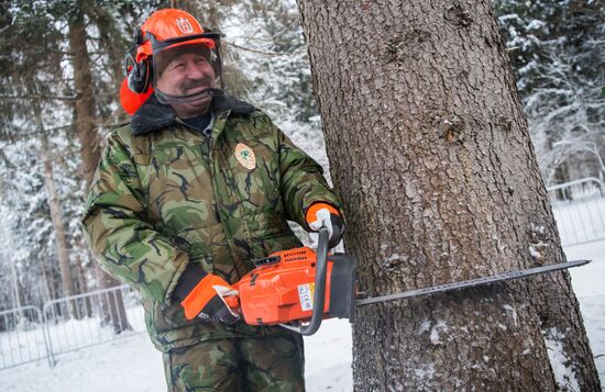 Cutting Russia's main New Year's Tree