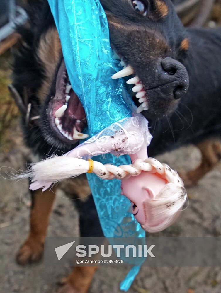 Counterfeit toys destroyed in Kaliningrad Region