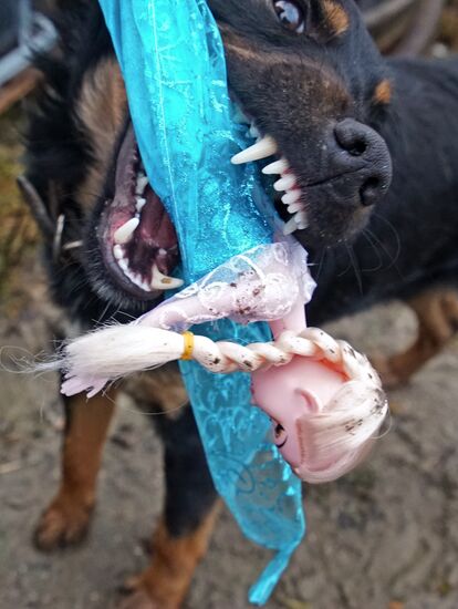 Counterfeit toys destroyed in Kaliningrad Region