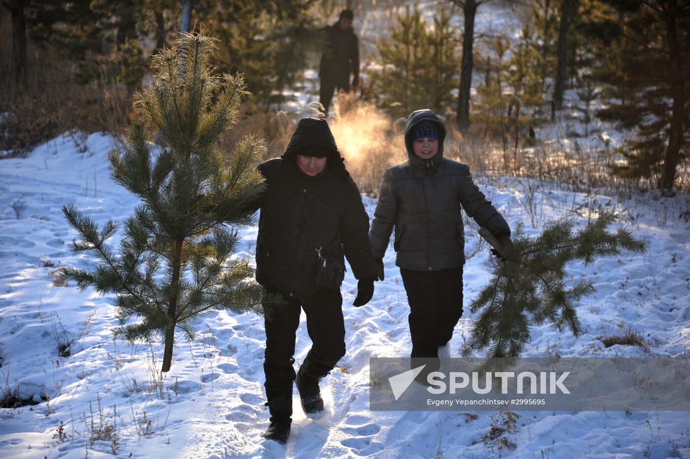 Christmas trees harvested in Trans-Baikal Territory