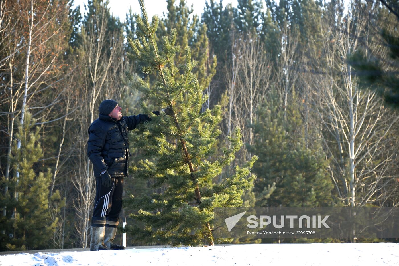 Christmas trees harvested in Trans-Baikal Territory
