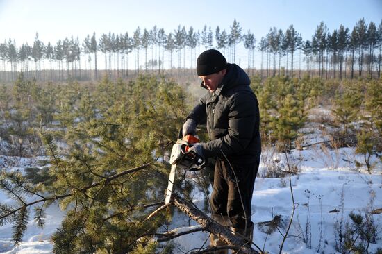 Cutting down fir trees ahead of New Year in Trans-Baikal Territory