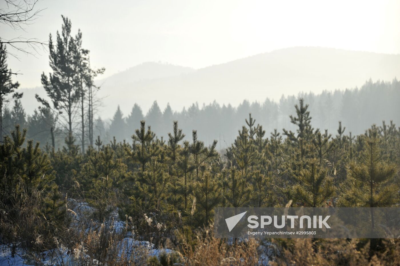 Cutting down fir trees ahead of New Year in Trans-Baikal Territory