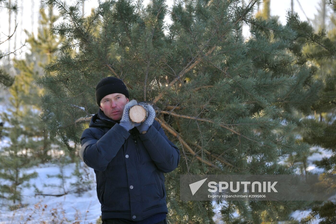 Cutting down fir trees ahead of New Year in Trans-Baikal Territory