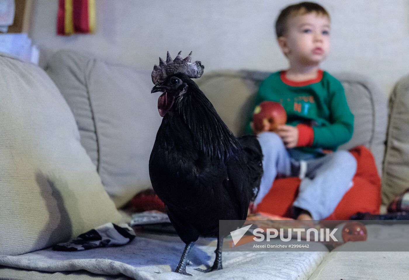 Exotic roosters in Leningrad Region