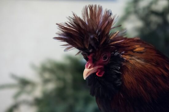 Exotic roosters in Leningrad Region