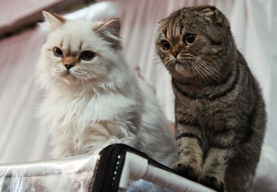 Cat-Salon-December cat show