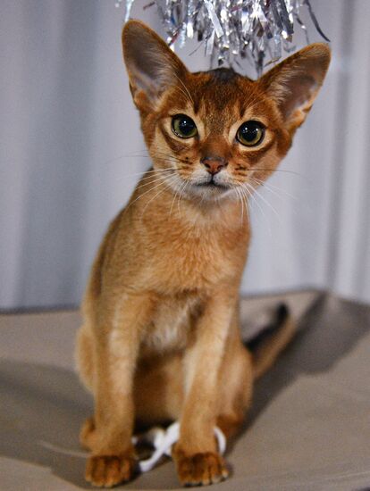 Cat-Salon-December cat show