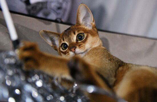 Cat-Salon-December cat show