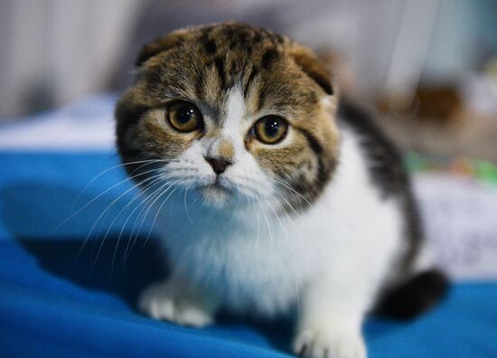 Cat-Salon-December cat show