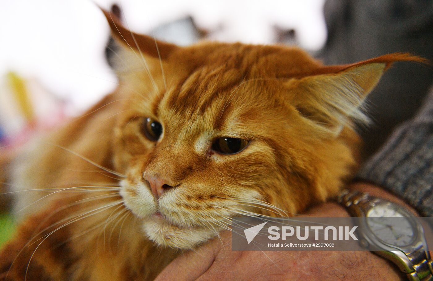 Cat-Salon-December cat show