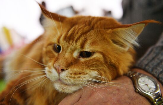 Cat-Salon-December cat show