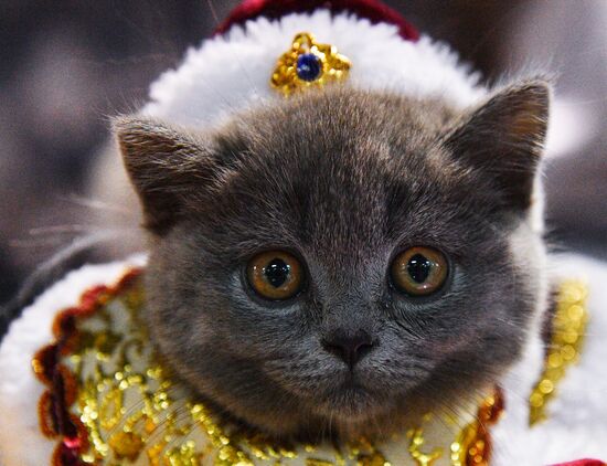 Cat-Salon-December cat show