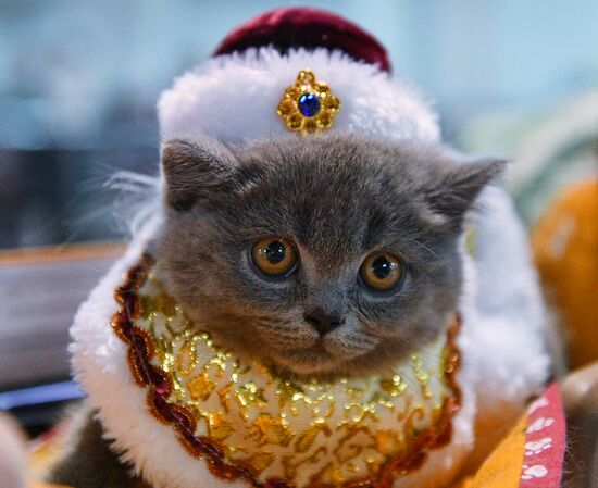 Cat-Salon-December cat show