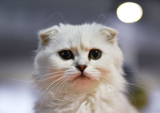 Cat-Salon-December cat show