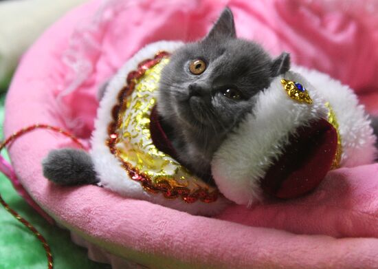 Cat-Salon-December cat show