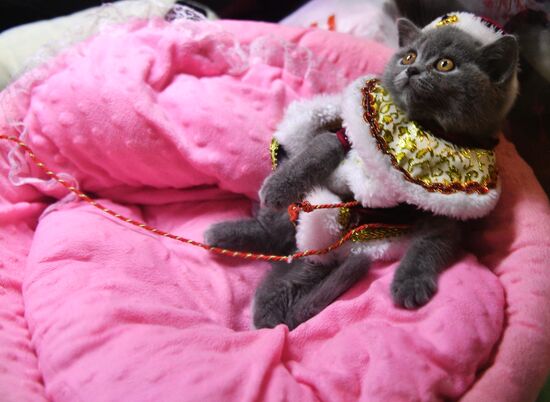 Cat-Salon-December cat show
