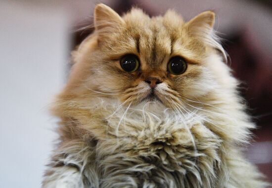 Cat-Salon-December cat show
