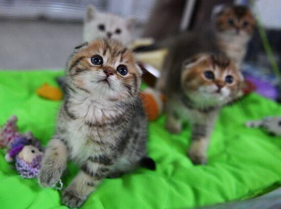 Cat-Salon-December cat show