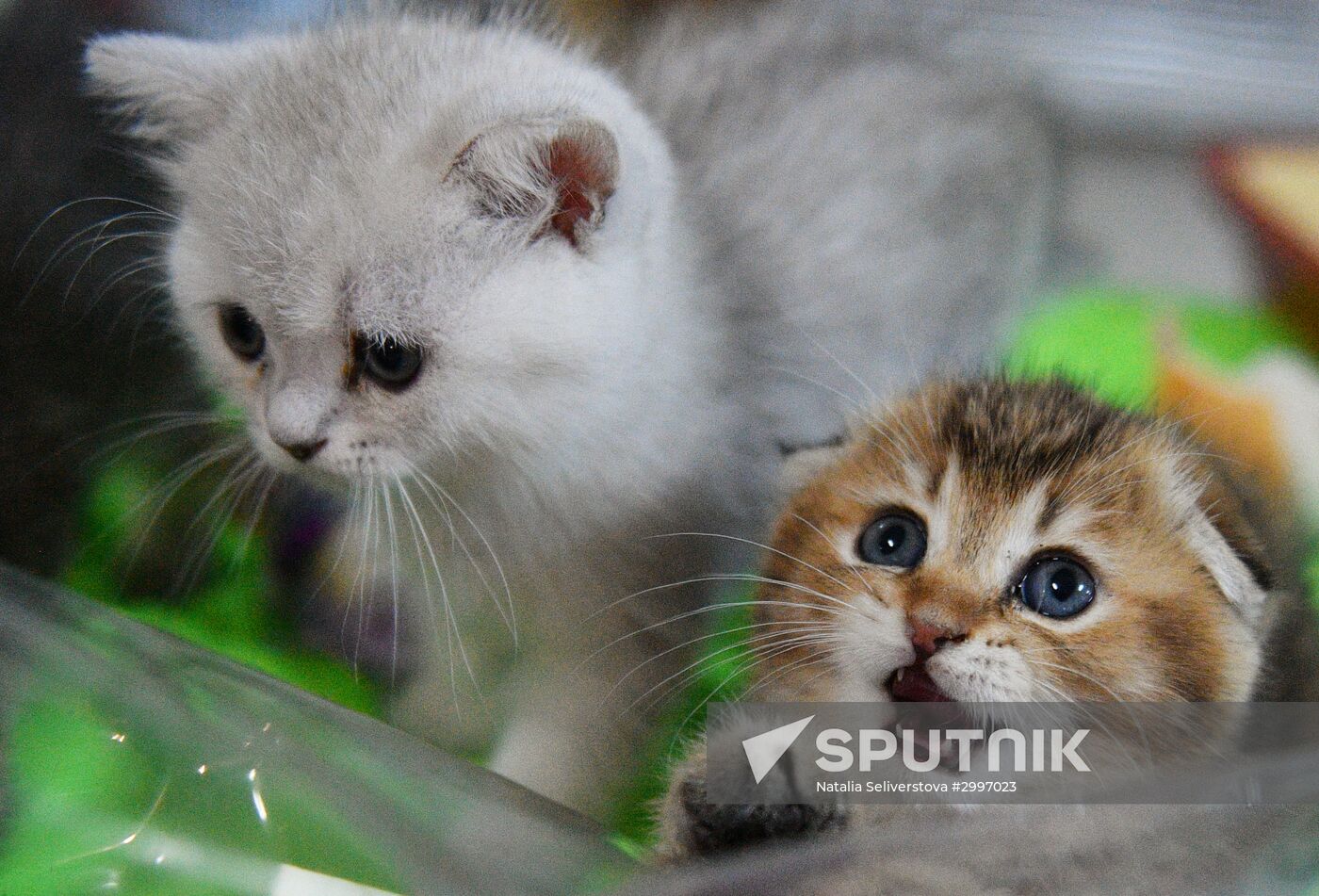 Cat-Salon-December cat show