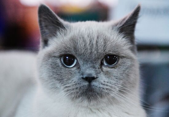 Cat-Salon-December cat show