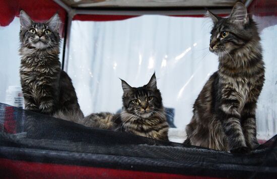 Cat-Salon-December cat show