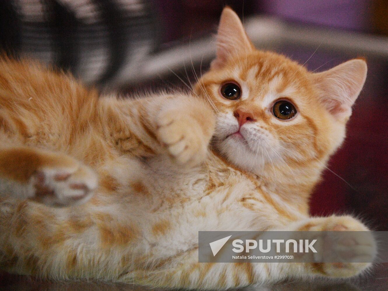 Cat-Salon-December cat show
