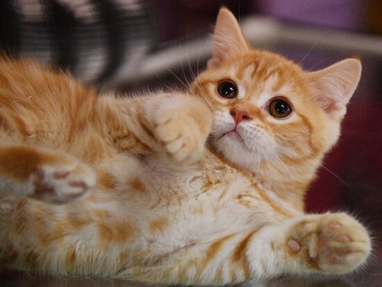 Cat-Salon-December cat show