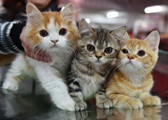 Cat-Salon-December cat show
