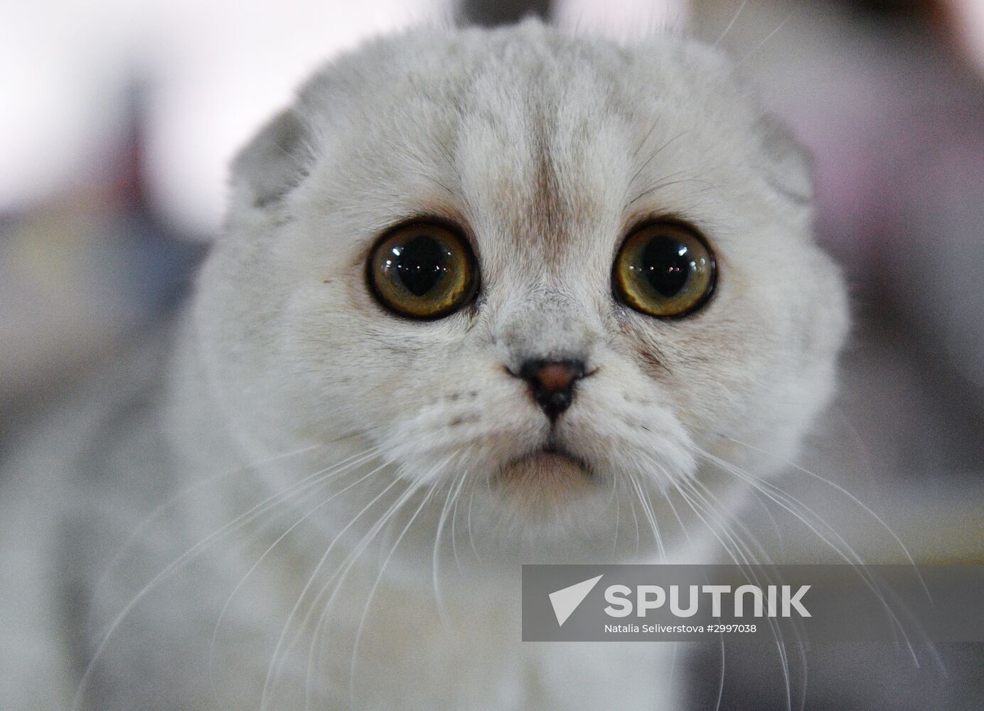 Cat-Salon-December cat show