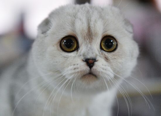 Cat-Salon-December cat show